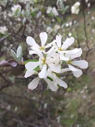 Image result for Amelanchier ovalis