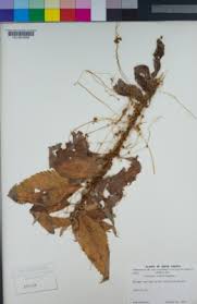 Image result for Cuscuta cassytoides