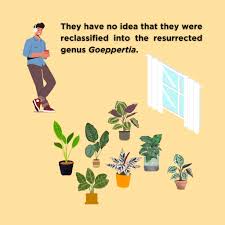 Image result for Psychotria sublyrata