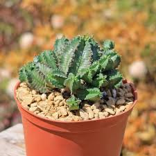 Image result for Euphorbia chevalieri