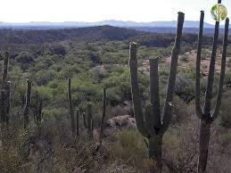 Image result for Xeroderris