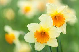 Narcissus Flowers I Love The Story Behind This Flower Narcissus Flower Flower Meanings Daffodil Flower