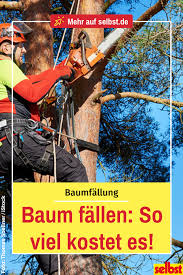 Baum Fallen Kosten Selbst De Baum Fallen Baum Obstbaumschnitt