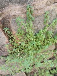 Pin De Eugenia Em Plantas