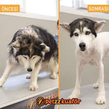 Petzzkuafor Adli Kullanicinin Dog S Panosundaki Pin 2020 Kopek Pet Grooming Husky
