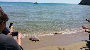 San felice circeo sorge nel contesto del parco nazionale del circeo, tra mare, montagna e lago. Circeo Tartarughe Curate Riprendono Il Mare Il Video Latinacorriere It