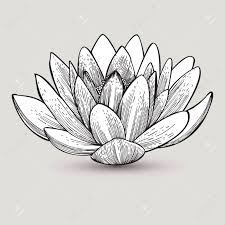 Then draw the petals by making lots of skinny pointed petals all around the center of the flower. Water Lily Flower Hand Drawing Vector Illustration Royalty Free Cliparts Vectors And Stock Illustration Image 38199115