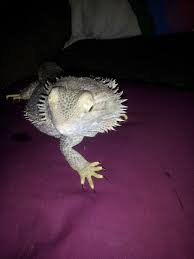 Bearded Dragon Bearded Dragon Tank Bearded Dragon Baby Dragon