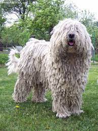 The komondor is a huge sheepdog with a unique coat. 13 Komondor 3 Ideas Komondor Dog Breeds Komondor Dog