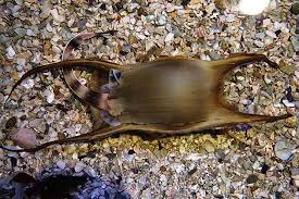 Résultat de recherche d'images pour "developpement oeuf requin"