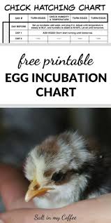 Printable Egg Incubation Chart In 2020 Hatching Chickens Incubating Chicken Eggs Chickens Backyard