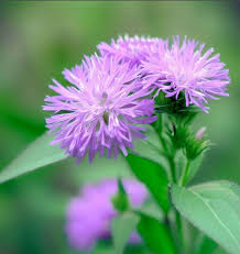 Image result for Vernonia natalensis