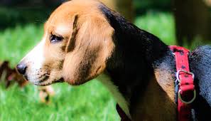 The warning signs of cancer in dogs are very similar to that in to tell if your dog has parvo, pay close attention to its behavior and note any lethargy or loss of if your pooch is suffering from bladder stones, he may exhibit the following signs: A Primer On Canine Bladder Cancer What You Need To Know
