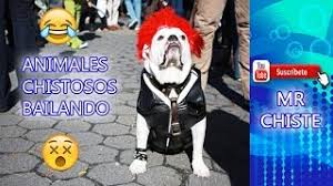 Ver más ideas sobre videos graciosos de animales, perros pug, perros. Videos Chistosos Mr Chiste Zona Viral 3000 Thewikihow