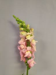 Snapdragon Aka Snap Tall Spike Of Multiple Blossoms On A Curvy Stem Graceful Visit Us At Lefrancoisfloral Com Flower Identification Snapdragons Flowers