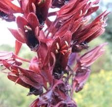 Image result for Melianthus