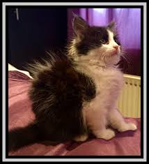 Men in black is a 1997 american science fiction action comedy film directed by barry sonnenfeld and executive produced by steven spielberg. Rare Ragdoll Kitten Black Bi Colour Solid Oldham Greater Manchester Pets4homes