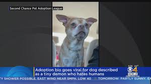 Explore tweets of second chance pet adoptions @secondchancepet on twitter. Adoption Bio Goes Viral For Dog Described As A Tiny Demon Who Hates Humans Youtube