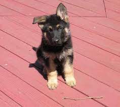 Find german shepherd dog puppies and breeders in your area and helpful german shepherd dog information. Akc Registered German Shepherd Online Shopping