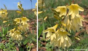 Image result for Tritonia moggii