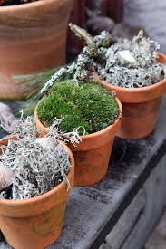 Winterdeko Mit Pflanzen Pflanzen Kreative Ideen Gartentipps