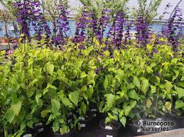 Ideal for pots or summer borders, this is a strong growing variety with stunningly beautiful flowers. Salvia Amistad From Burncoose Nurseries