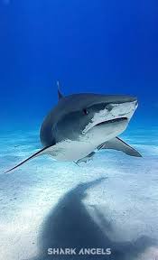 Image result for shark