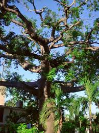 Image result for Ceiba