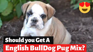 Dog crossbreeds or mixes are sometimes called designer dogs. English Bulldog Lab Mix Your Complete Bullador Guide