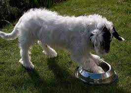 6 Reasons Your Dog Digs In Her Water Bowl And How To Make Her Stop
