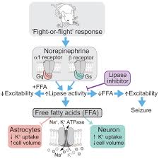 Anti-seizure effects of norepinephrine-induced free fatty acid release:  Cell Metabolism