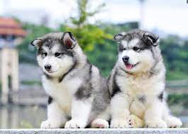 See full list on baike.baidu.com é˜¿æ‹‰æ–¯åŠ çŠ¬å¹¼çŠ¬ä¸èƒ½åƒä»€ä¹ˆ ä½ ä¸­æ‹›äº†å— å® åœˆ