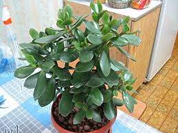 Image result for Crassula morrumbalensis
