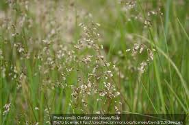 Image result for Anthoxanthum nivale