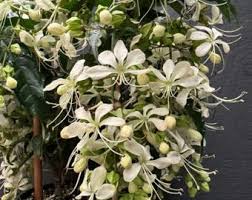 Image result for Clerodendrum schweinfurthii