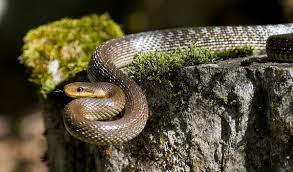 Play slither.io, snake.is mlg edition, paper.io and many more for free on poki. Rat Snake Wikipedia
