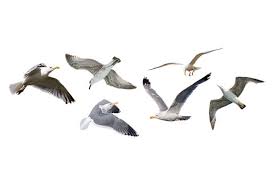 Ken kenny tennyson is the son of ben tennyson and kai green from an alternate timeline.note 1 on his tenth birthday, he received an omnitrix from his father. Download Free Seagull Png Seagull Transparent