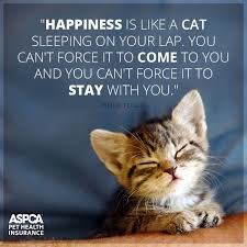 Pet Insurance For Dogs Cats With Aspca Pet Health Insurance Cat Quotes Funny Cats Cat Quotes