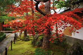 桂春院の本堂横の溢れる真っ赤な紅葉 紅葉 庭 紅葉 日本庭園