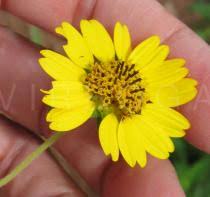 Image result for Aspilia ciliata