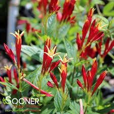 Image result for Spigelia