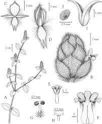 Image result for Nelsonia canescens