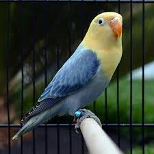 Pin Oleh M Vgt Di Animals Burung Beo Betet Hewan