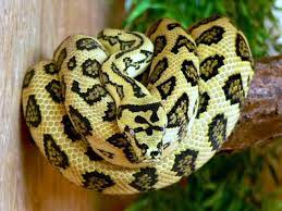 1st Generation Diamond Jungle Jaguar Snake Pet Snake Cute Snake Beautiful Snakes