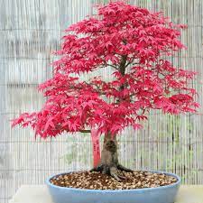 Le feuillage est découpé (rubané) apparaît rouge foncé puis vir. Bonsai Erable Du Japon Acer Palmatum Entretien Arrosage Exposition En 2020 Bonsai Erable Bonsai Erable Du Japon Erable Du Japon