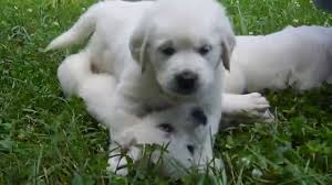 Meadow grace registered golden retriever dogs and puppies are family raised in the shenandoah valley of virginia. White European Or English Creme Golden Retriever Puppies 5 Weeks Old Youtube