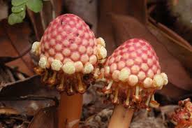 Image result for Balanophoraceae