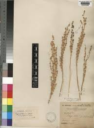 Image result for Oryza barthii