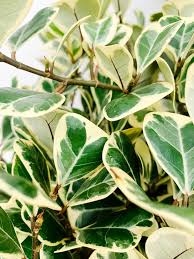 Image result for Ficus triangularis