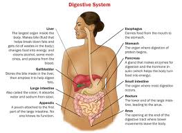 Food then enters your large intestine (colon) for further digestion, absorption of water and, finally, elimination of undigested food. Jejunum S Function In The Small Intestine And Digestive System